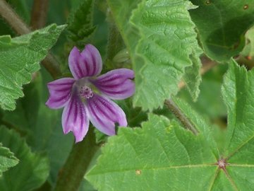 Malva sylvestris